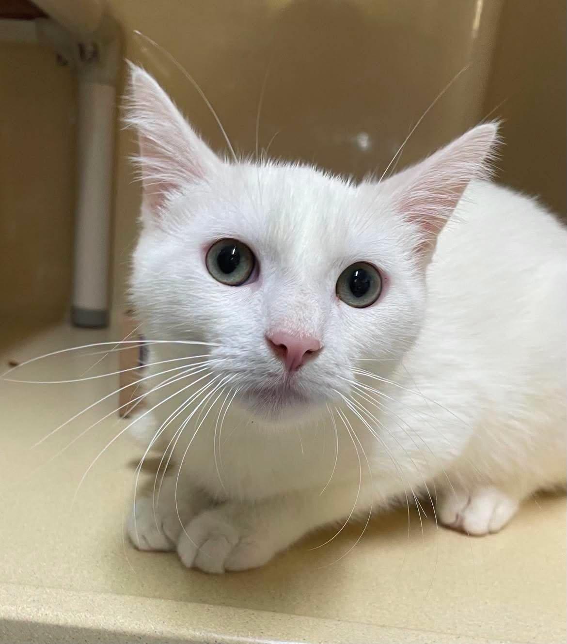 Casper, adopted, Adult Male Domestic Short Hair.