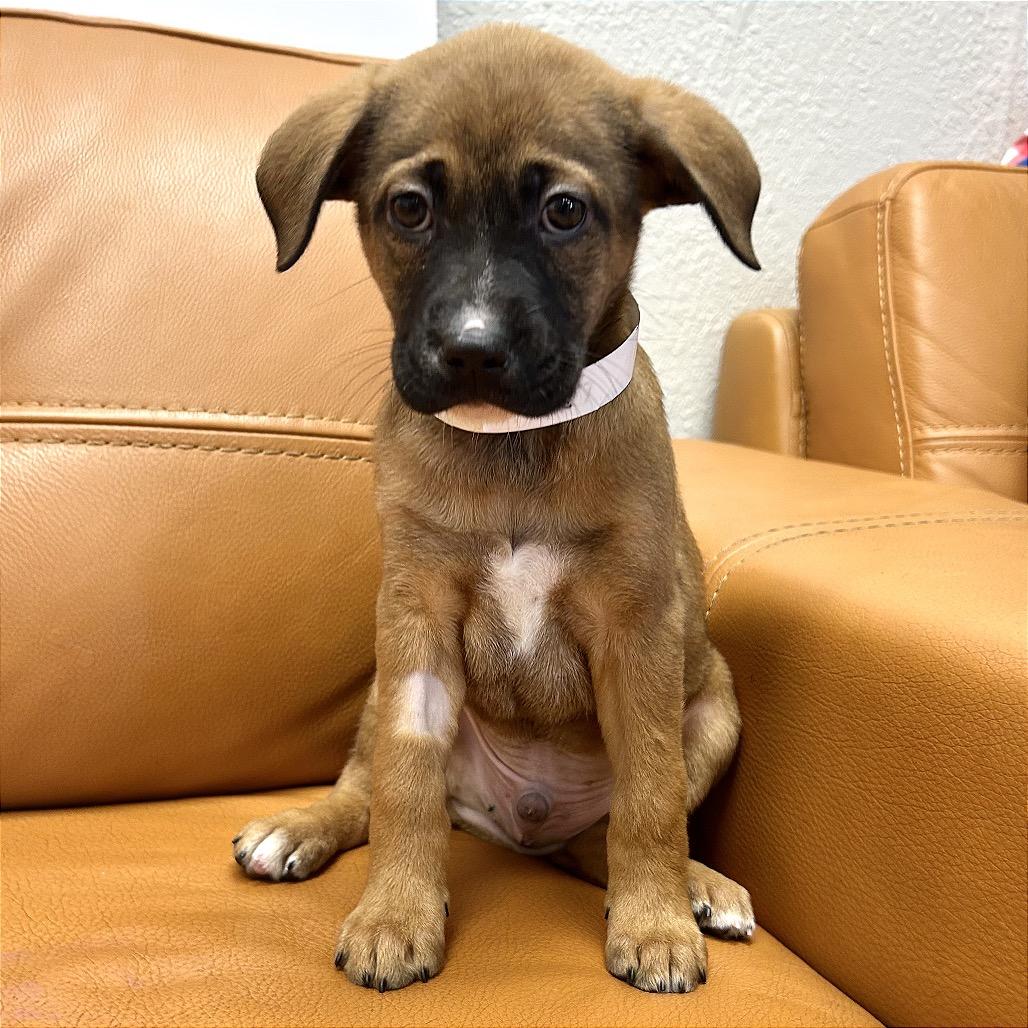 Enlarge 667 (2026) Titan, a Adoptable mixed breed in Parker, CO image 1/6
