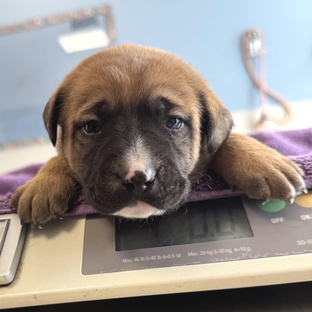 Enlarge 667 (2026) Titan, a Adoptable mixed breed in Parker, CO image 2/6
