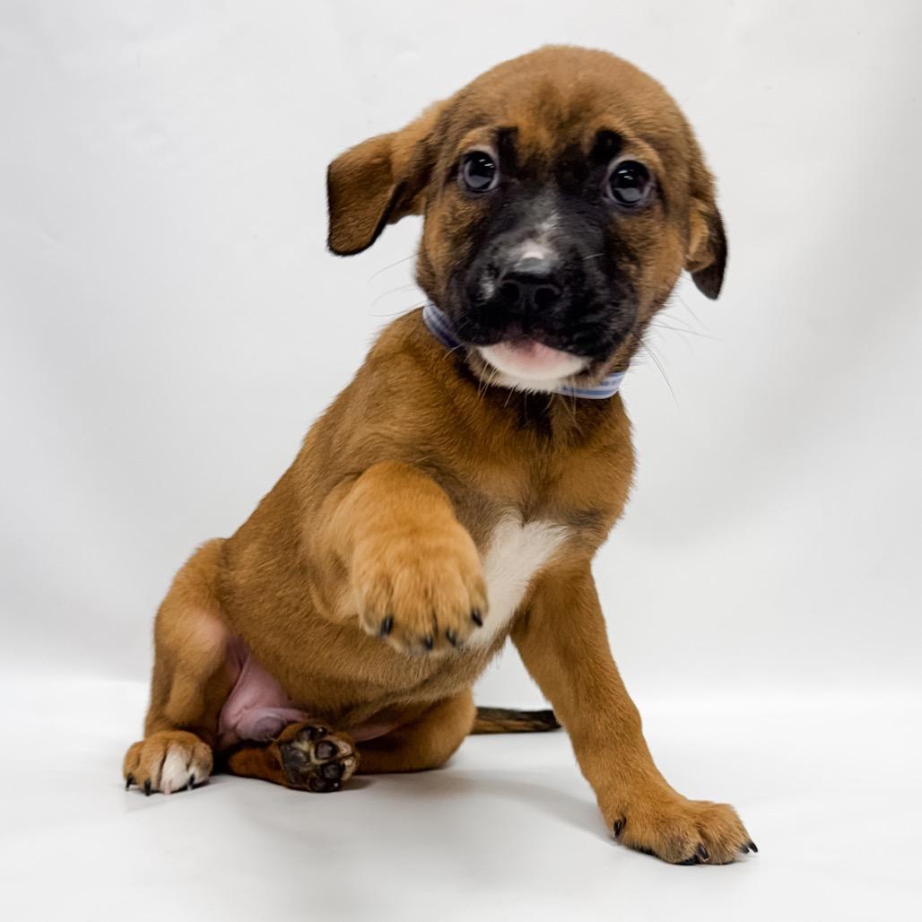 Enlarge 667 (2026) Titan, a Adoptable mixed breed in Parker, CO image 3/6
