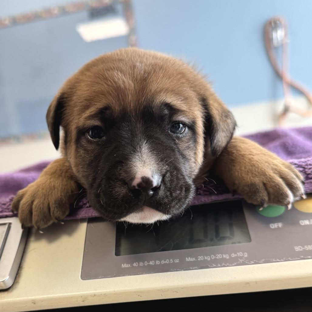 Enlarge 667 (2026) Titan, a Adoptable mixed breed in Parker, CO image 4/6