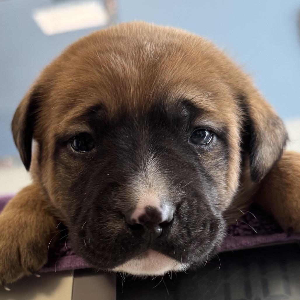 Enlarge 667 (2026) Titan, a Adoptable mixed breed in Parker, CO image 5/6