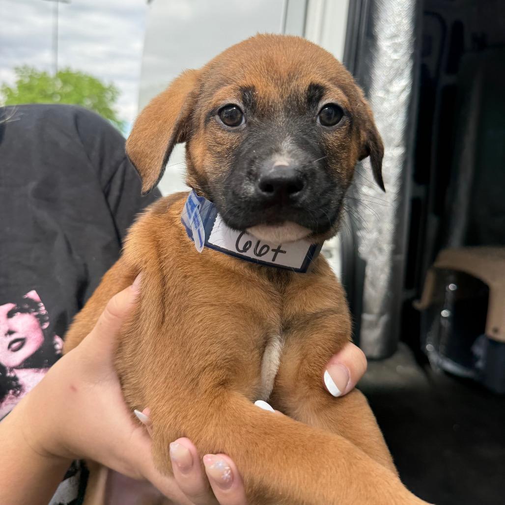 Enlarge 667 (2026) Titan, a Adoptable mixed breed in Parker, CO image 6/6