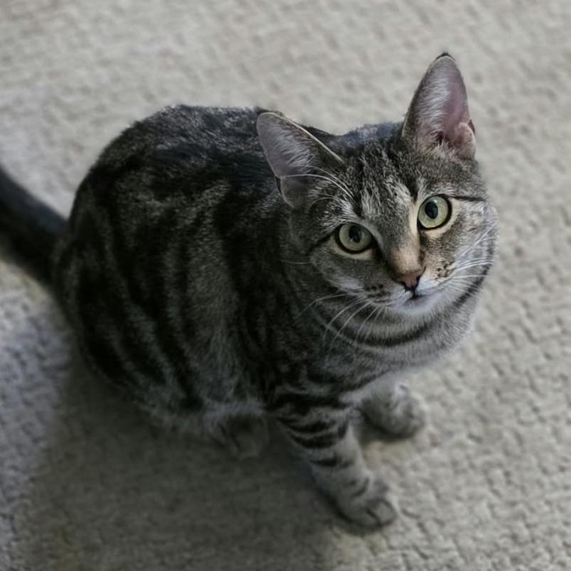Sarabi, Adoptable, Adult Female Domestic Short Hair.