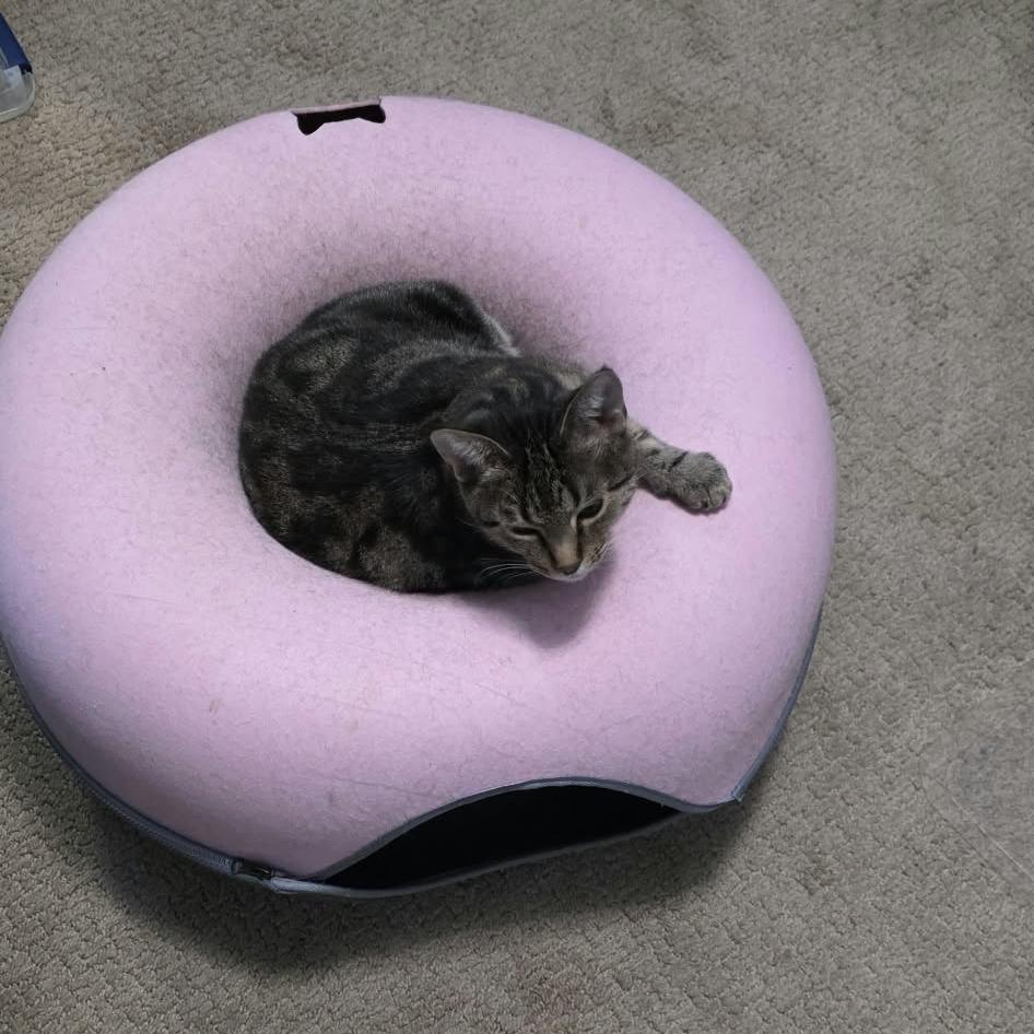 Enlarge Sarabi, a Adoptable Domestic Short Hair in Spokane, WA image 2/4
