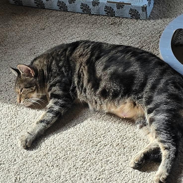 Enlarge Sarabi, a Adoptable Domestic Short Hair in Spokane, WA image 3/4