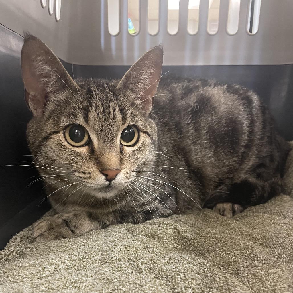 Enlarge Sarabi, a Adoptable Domestic Short Hair in Spokane, WA image 4/4
