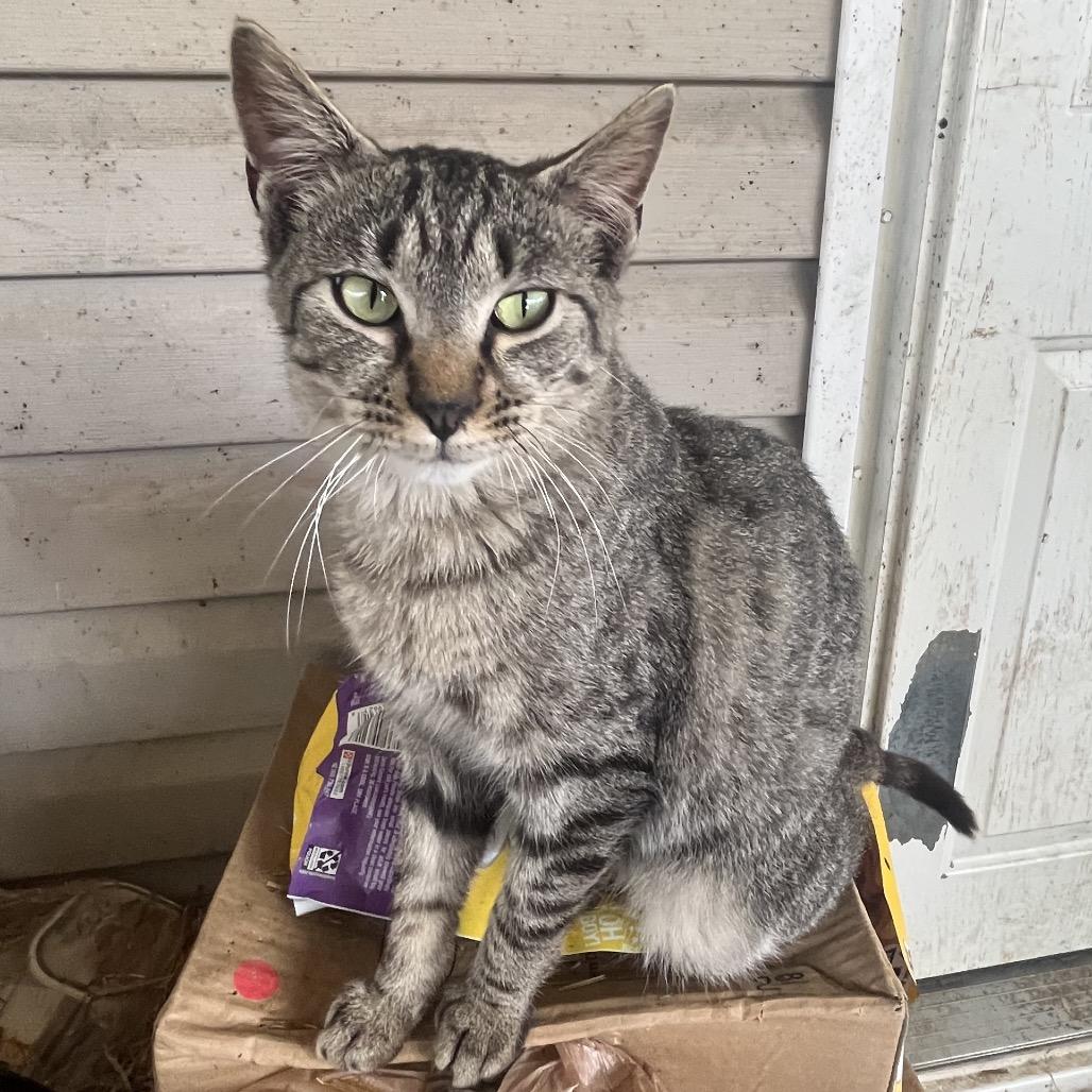 Enlarge Lawson, a Adoptable Domestic Short Hair in Nashville, TN image 1/1
