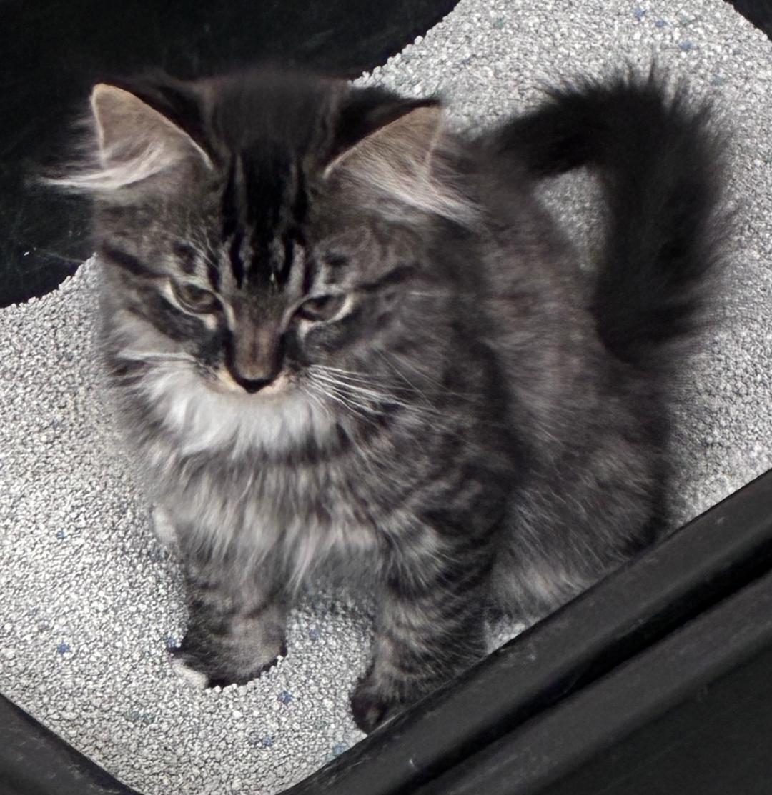 Max, ADOPTABLE, Kitten Male Domestic Long Hair.