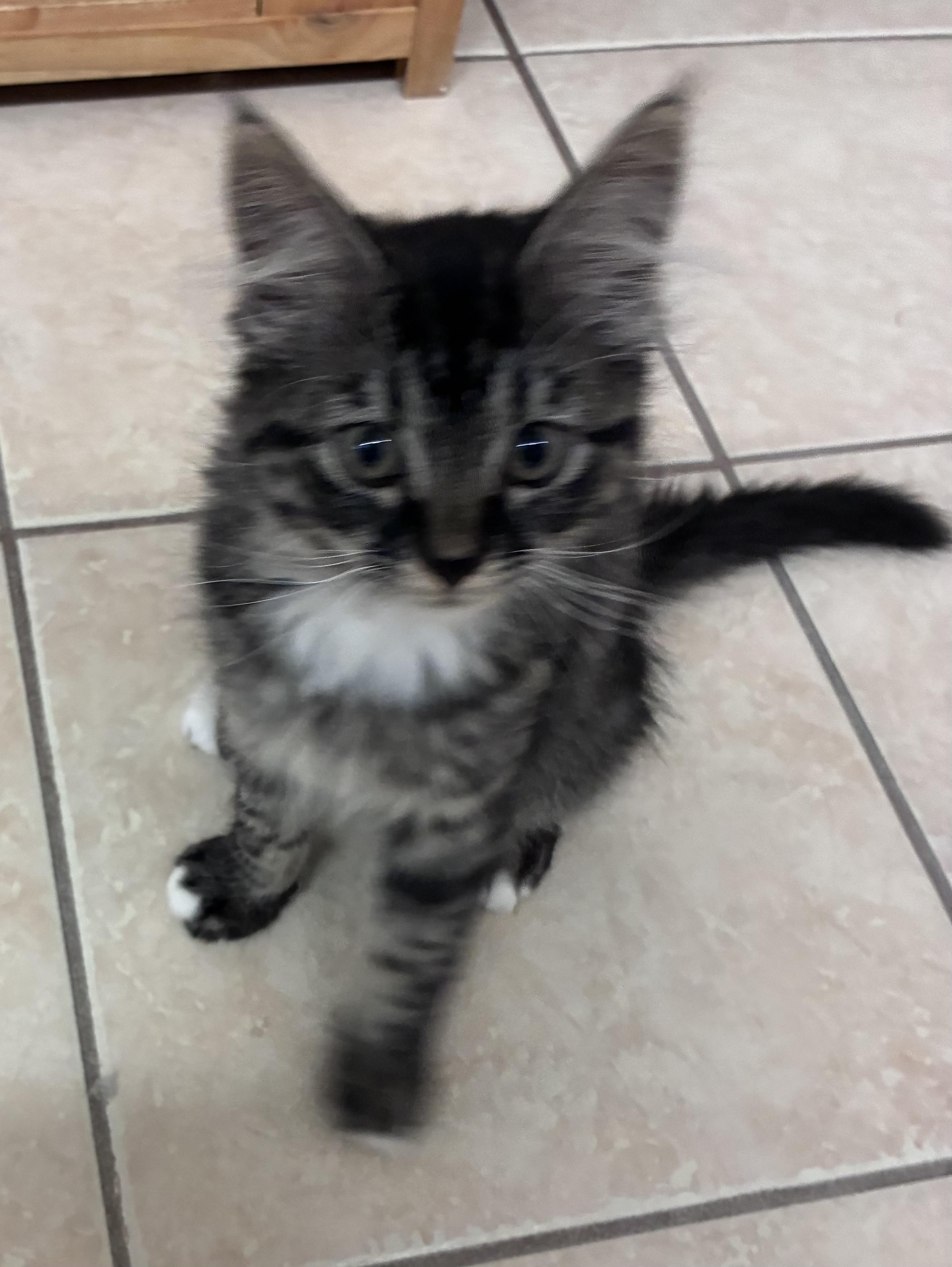 Enlarge Max, a ADOPTABLE mixed breed in Ruskin, FL image 2/2