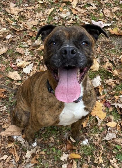 Enlarge Kimchi, a ADOPTABLE mixed breed in Potsdam, NY image 1/1