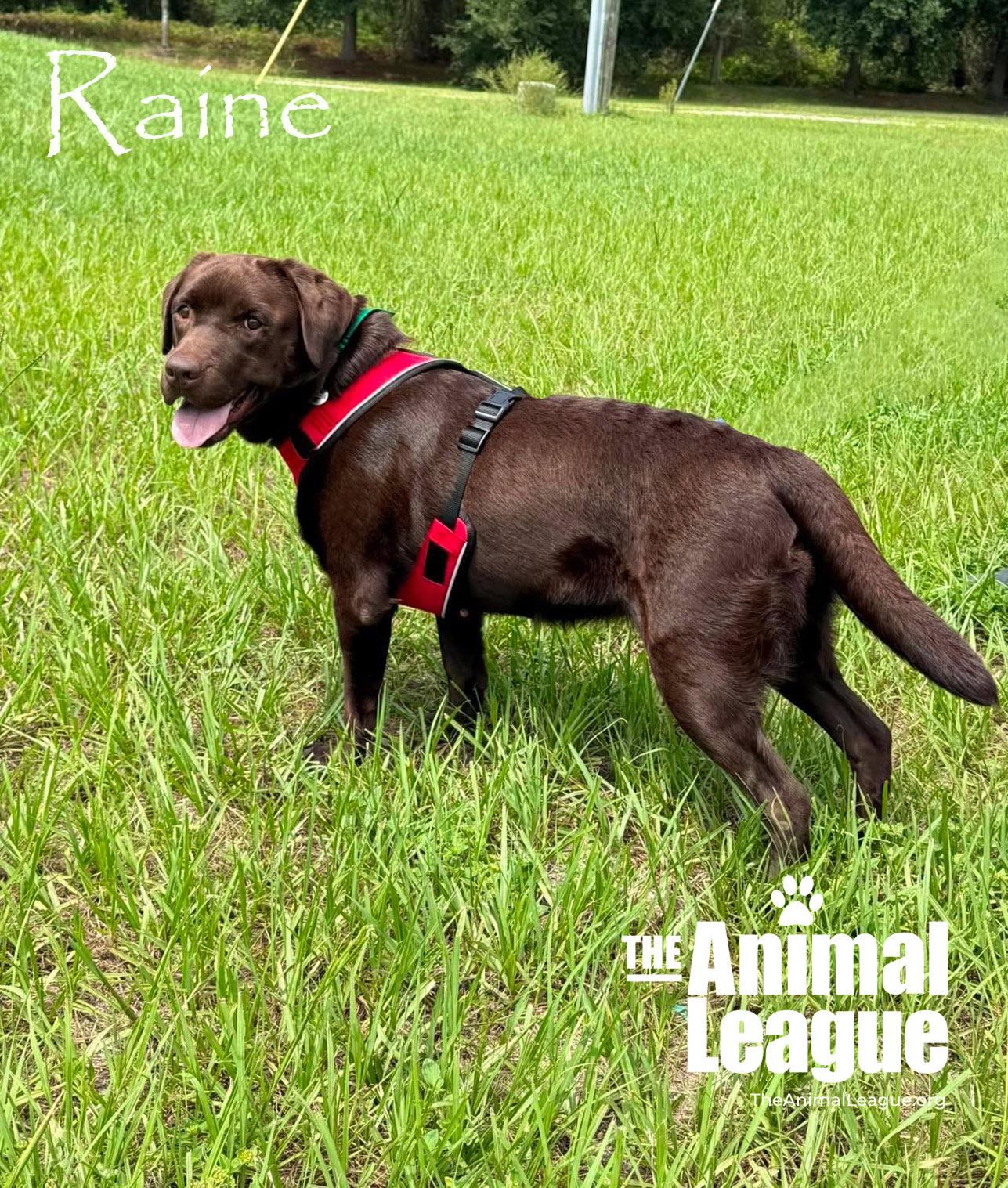 Raine, ADOPTABLE, Adult Female Chocolate Labrador Retriever.