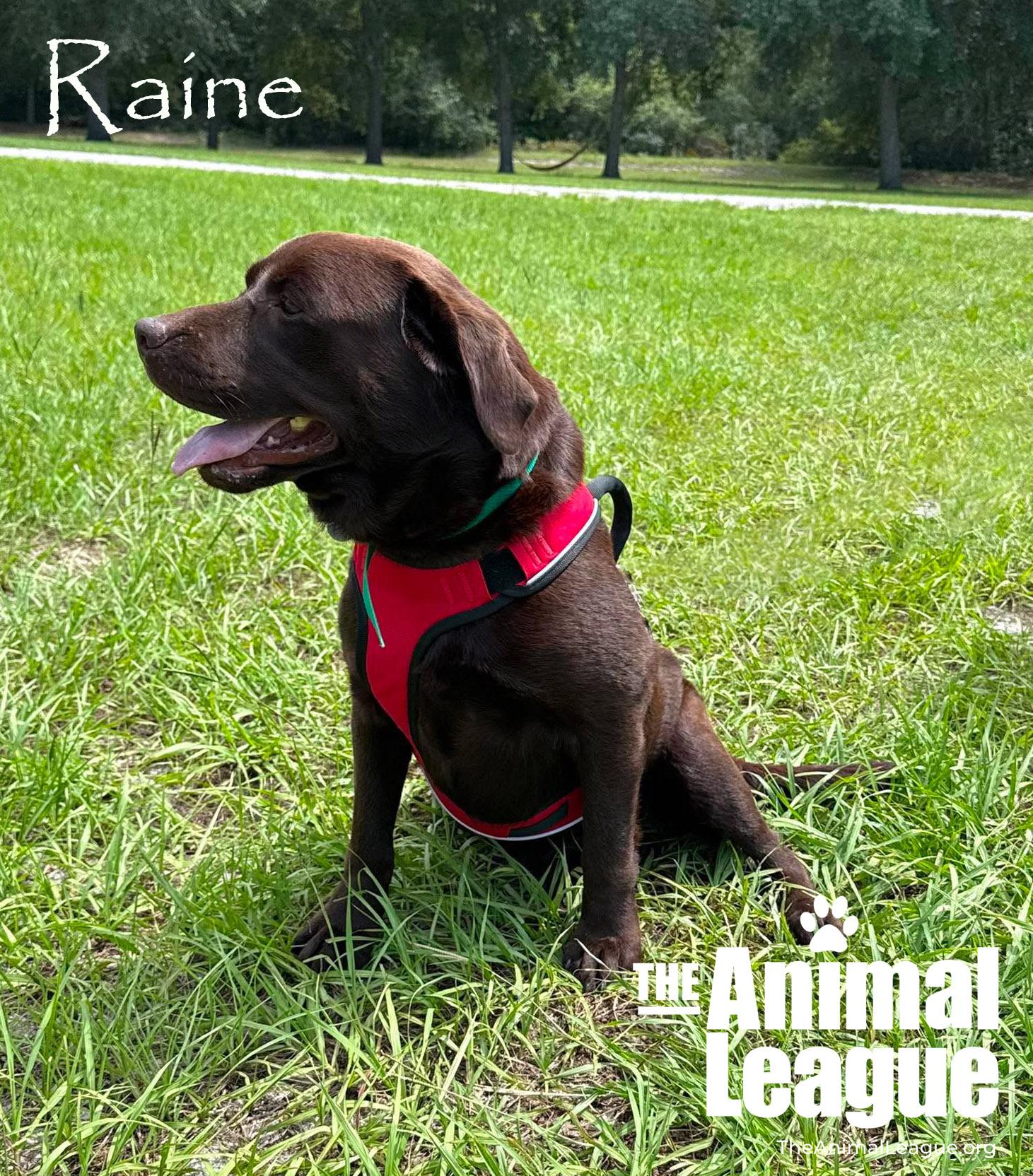 Enlarge Raine, a ADOPTABLE Chocolate Labrador Retriever in Groveland, FL image 4/4
