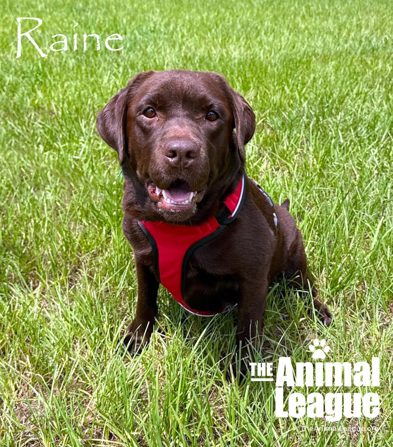 Enlarge Raine, a ADOPTABLE Chocolate Labrador Retriever in Groveland, FL image 2/4