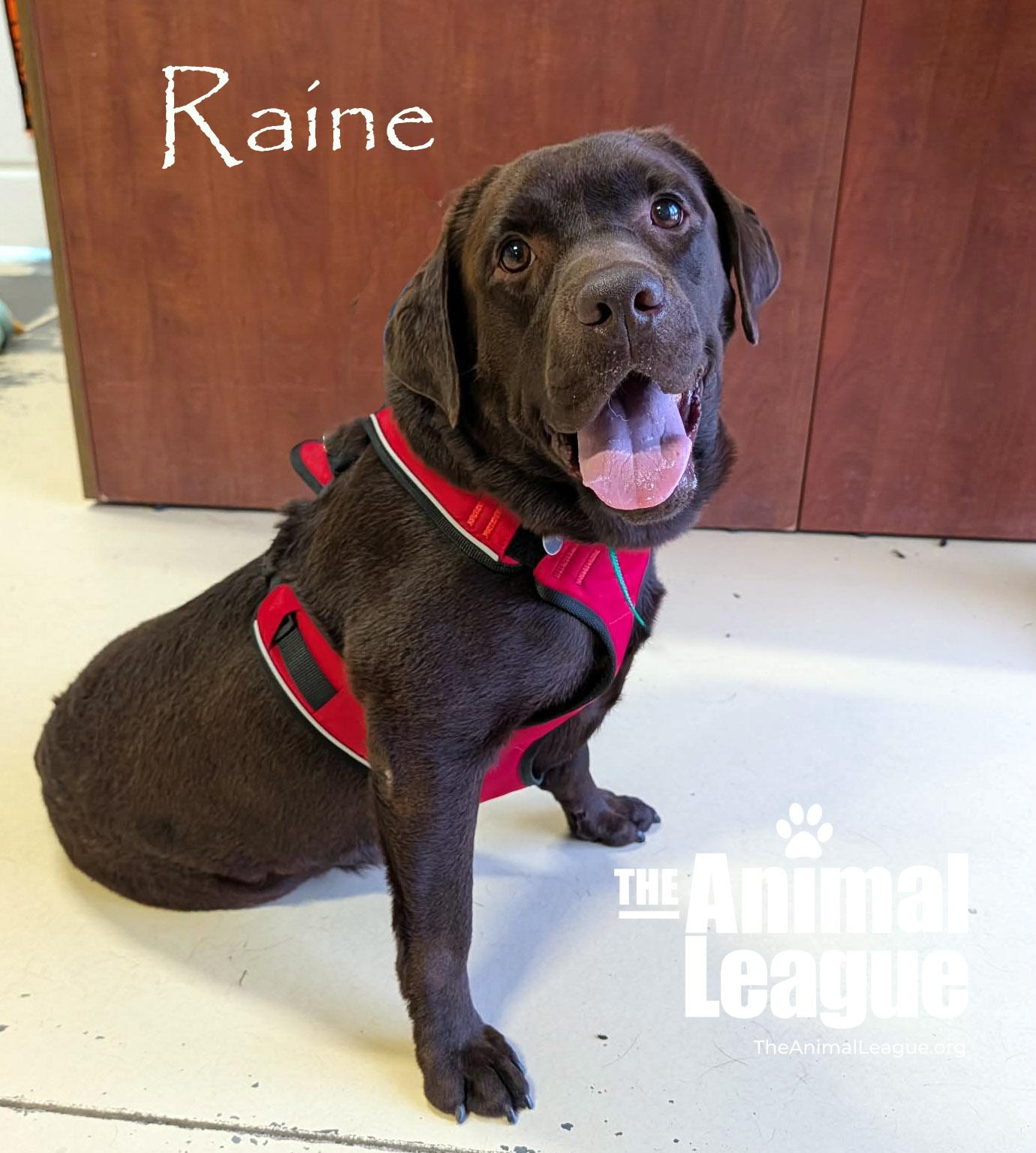 Enlarge Raine, a ADOPTABLE Chocolate Labrador Retriever in Groveland, FL image 3/4