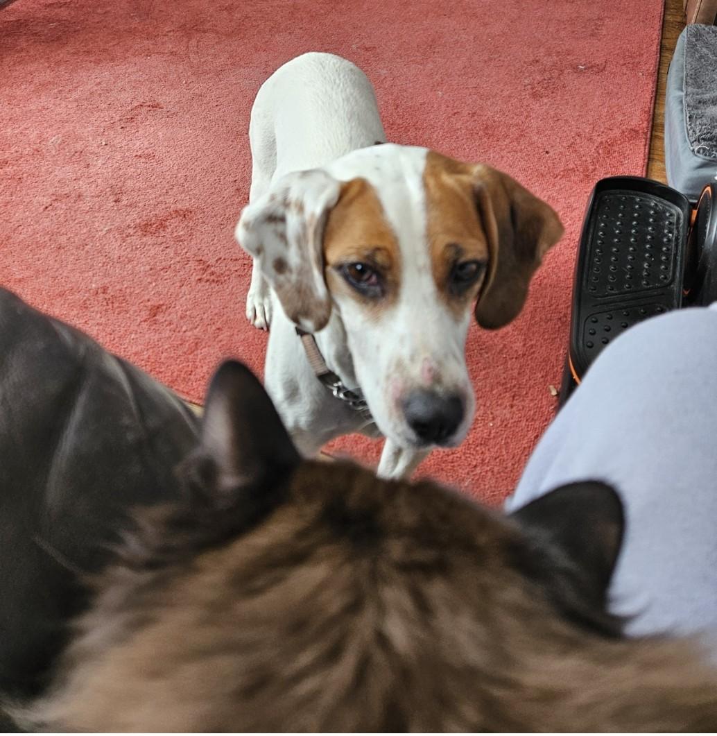 Enlarge Ashley, an adoptable mixed breed in Rochester, NY image 5/5