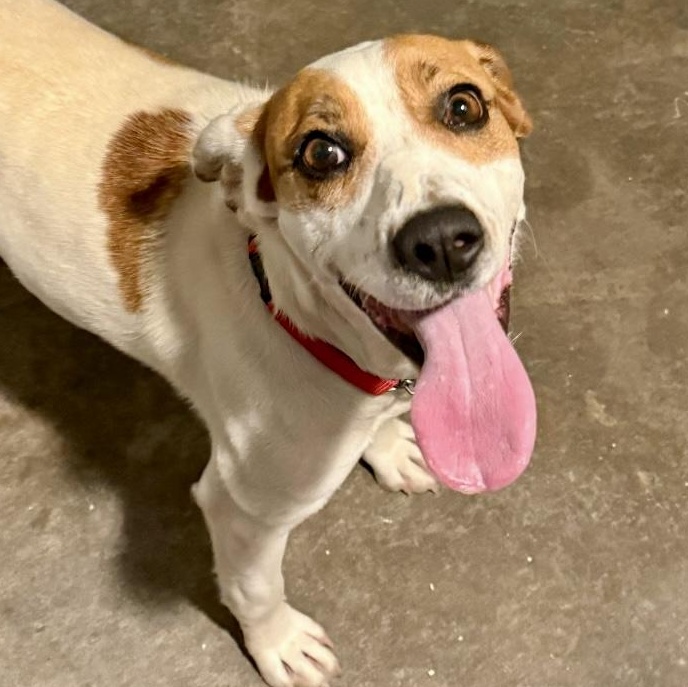 Ashley, a ADOPTABLE mixed breed in Rochester, NY image 4/4