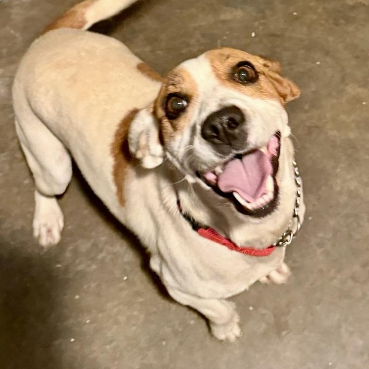 Ashley, a ADOPTABLE mixed breed in Rochester, NY image 3/4