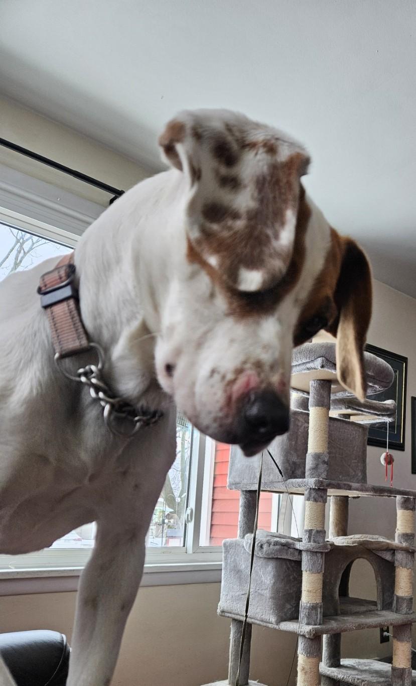 Enlarge Ashley, an adoptable mixed breed in Rochester, NY image 3/5