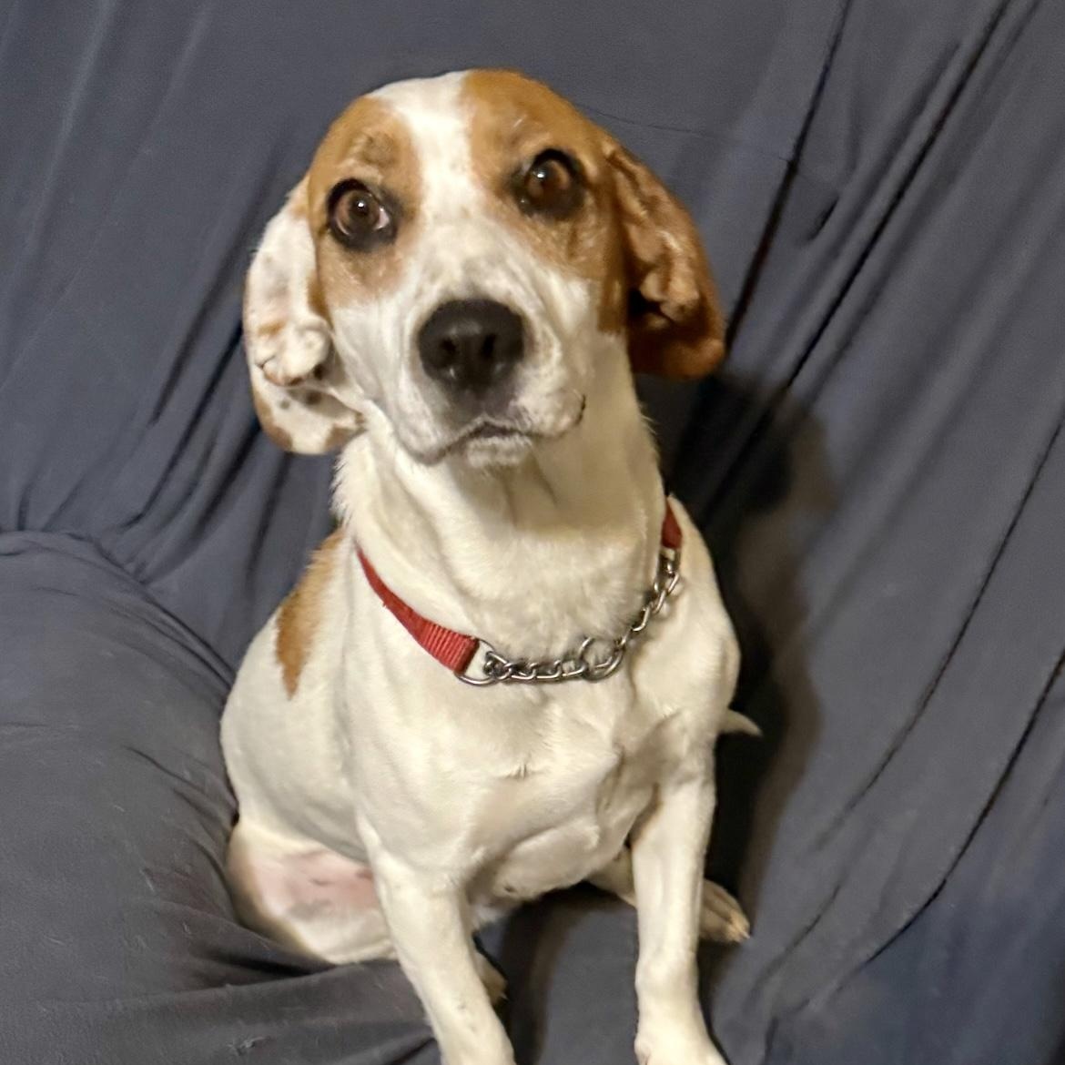 Ashley, a ADOPTABLE mixed breed in Rochester, NY image 1/4