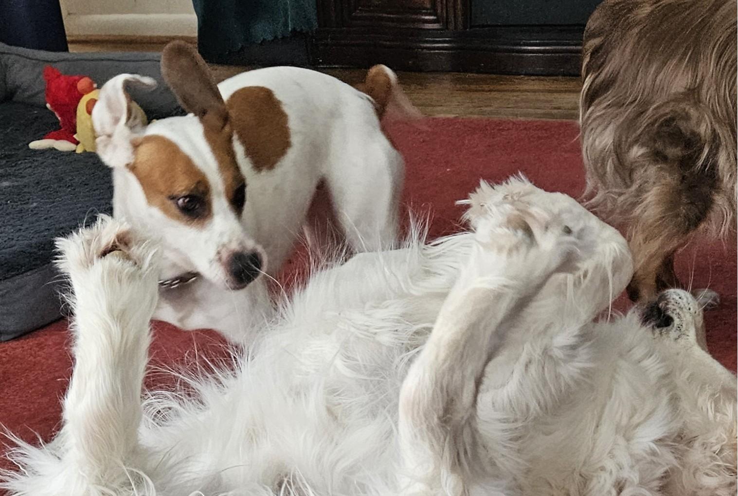 Enlarge Ashley, an adoptable mixed breed in Rochester, NY image 4/5