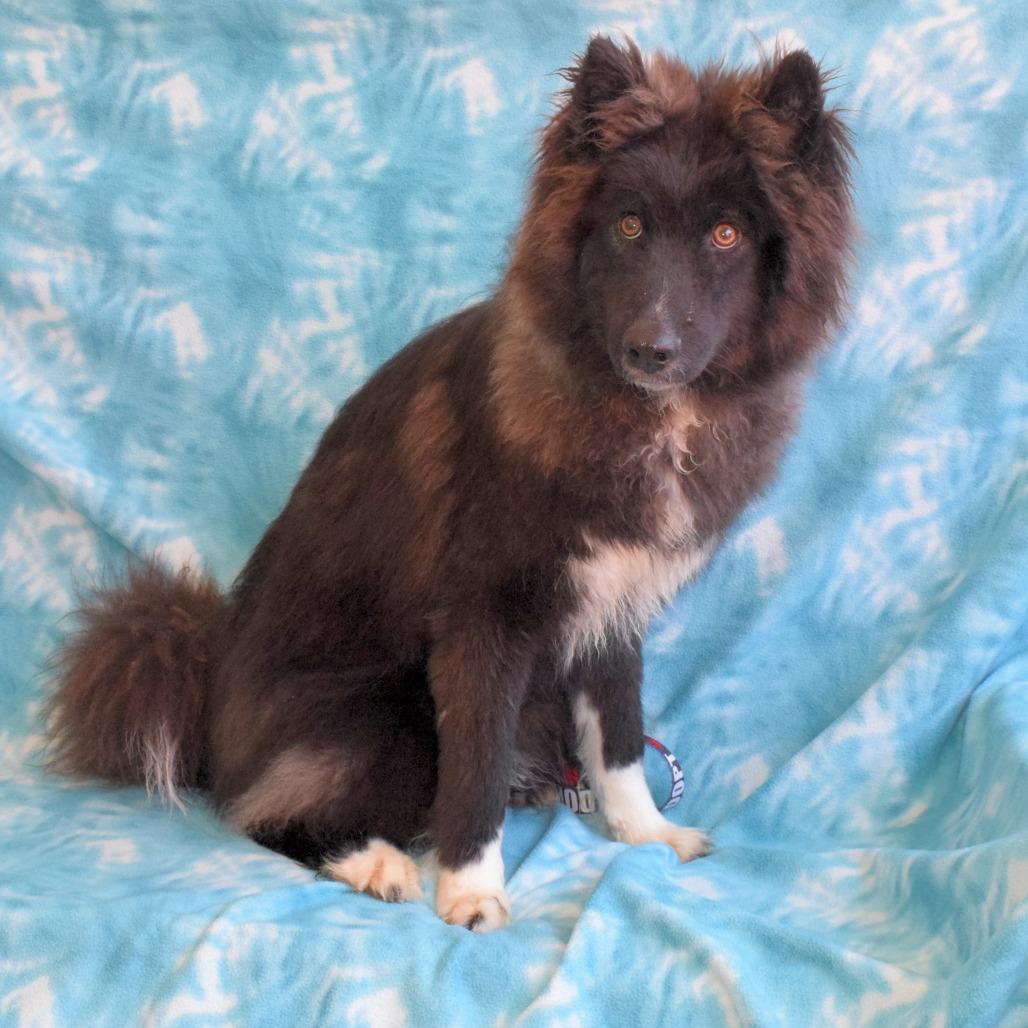Twilight, Adoptable, Young Male Husky & Chow Chow.