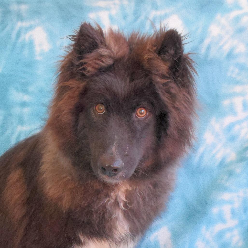 Twilight, a Adoptable mixed breed in Eureka, CA image 2/3