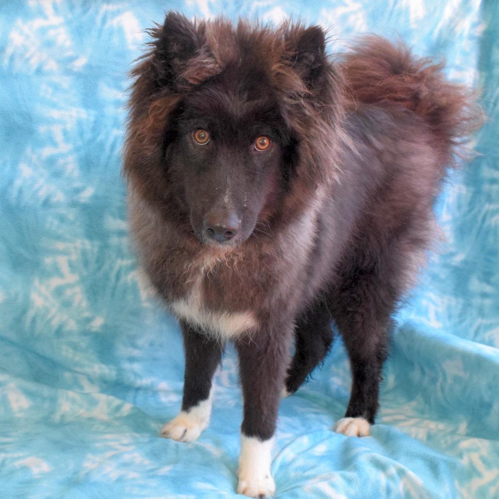 Twilight, a Adoptable mixed breed in Eureka, CA image 3/3