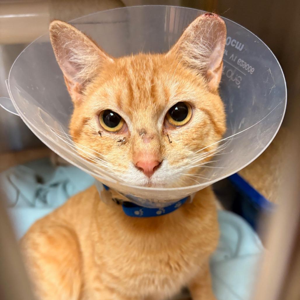 Biscuit, Adoptable, Young Male Domestic Short Hair.