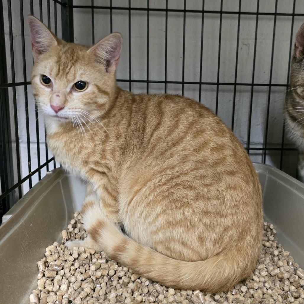 Enlarge Biscuit, a Adoptable Domestic Short Hair in Hamilton, GA image 2/2