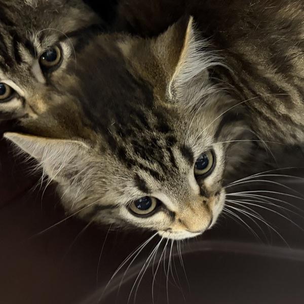 Echo, Adoptable, Kitten Male Domestic Long Hair.