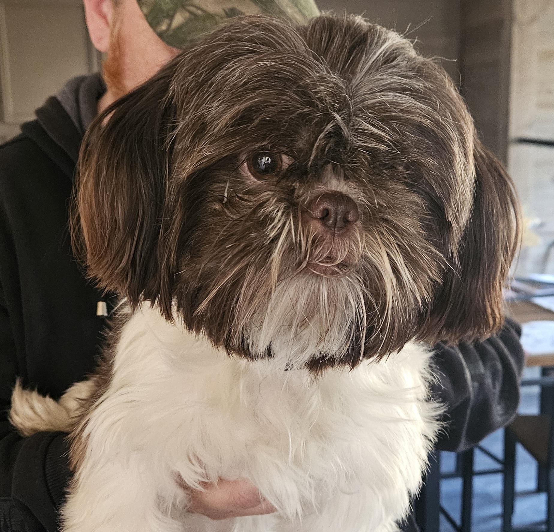 Honey, a Adopted Shih Tzu in Cloverdale, IN image 1/4