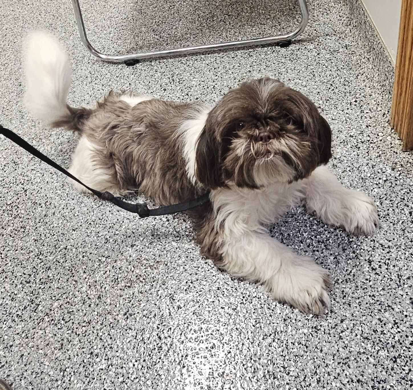 Honey, a Adopted Shih Tzu in Cloverdale, IN image 2/4
