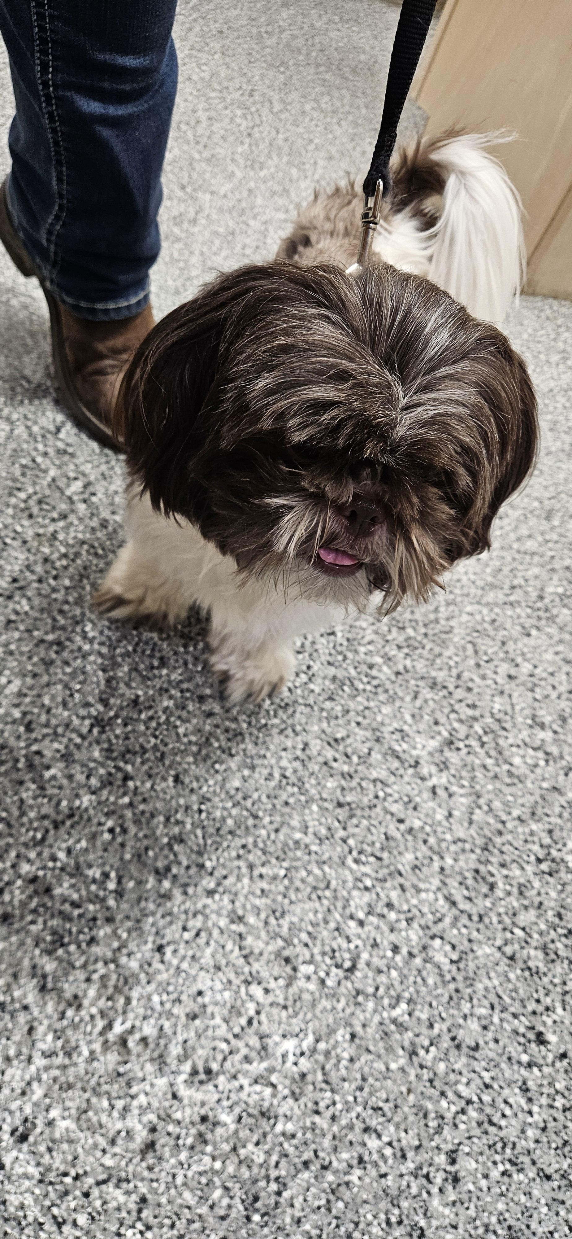 Honey, a Adopted Shih Tzu in Cloverdale, IN image 4/4