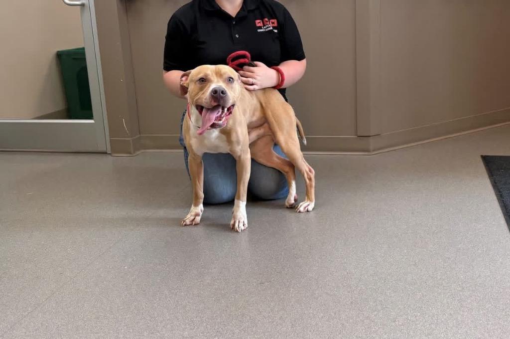 Caramel, Adoptable, Young Male Pit Bull Terrier.