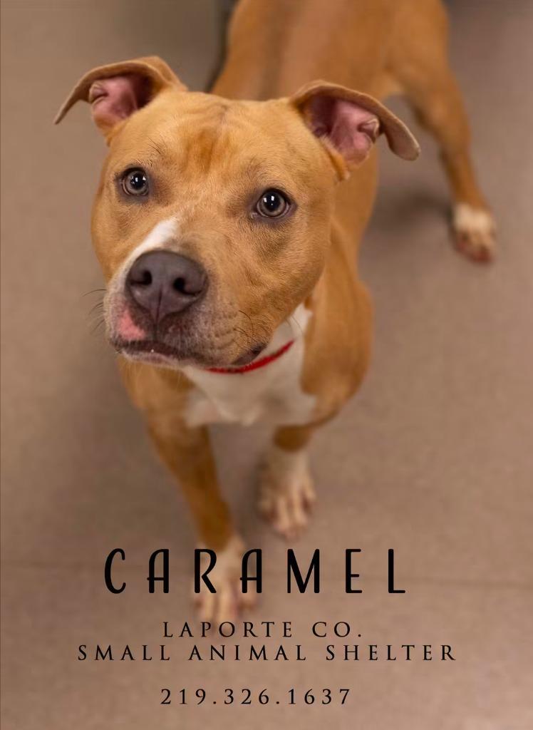 Enlarge Caramel, a Adoptable Pit Bull Terrier in La Porte, IN image 2/2