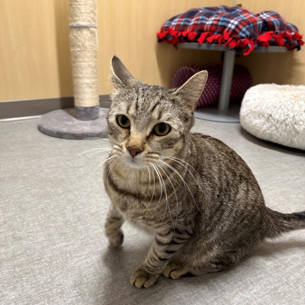 Tyson, a Adoptable Domestic Short Hair in Branford, CT image 2/2