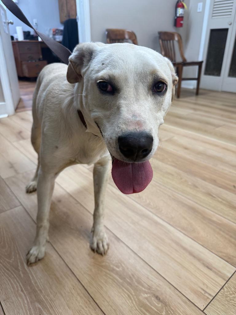 Enlarge Hunter, a Adoptable mixed breed in Fayetteville, TN image 1/1