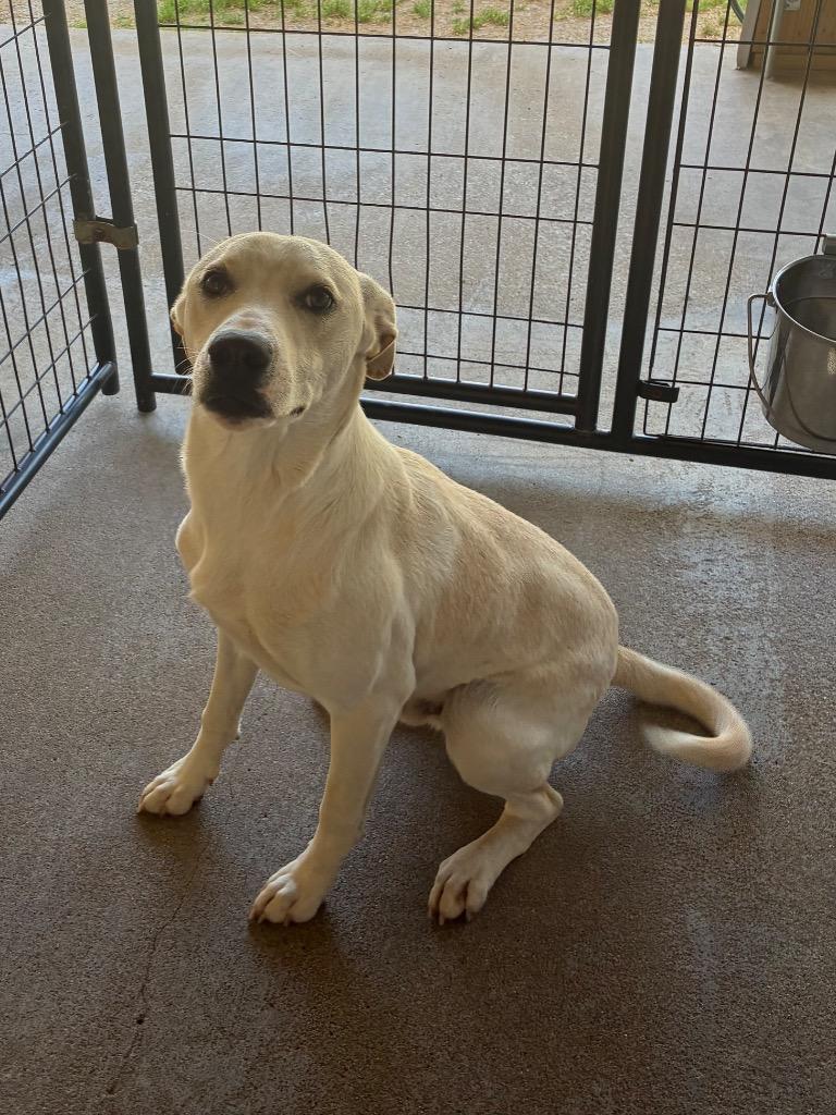 Enlarge Hunter, a Adoptable mixed breed in Fayetteville, TN image 2/2