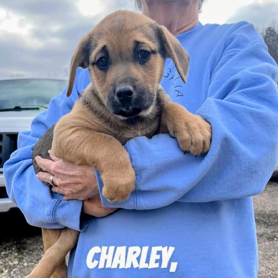 Charley, an adopted mixed breed in Archbold , OH image 2/5