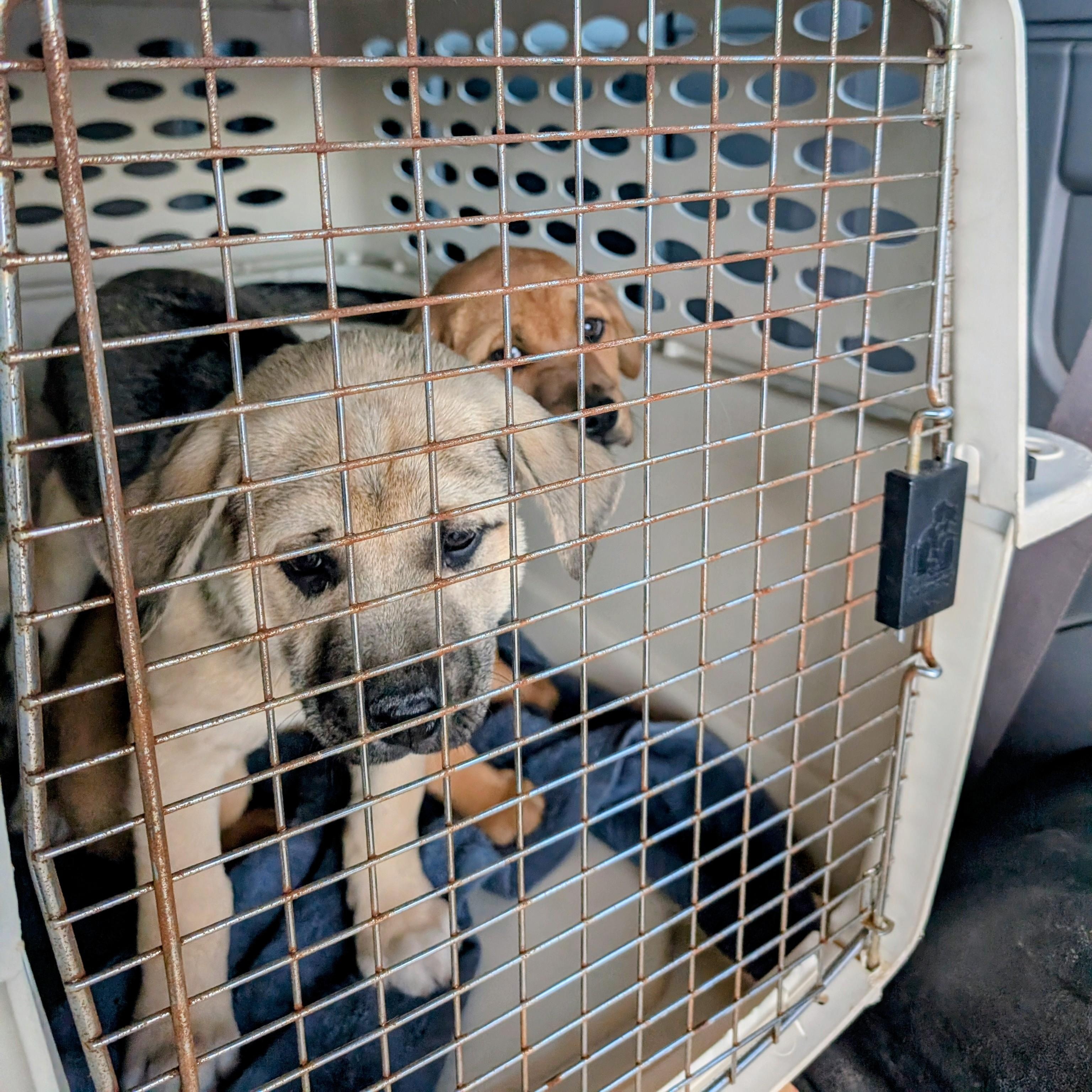 Charley, an adopted mixed breed in Archbold , OH image 3/5