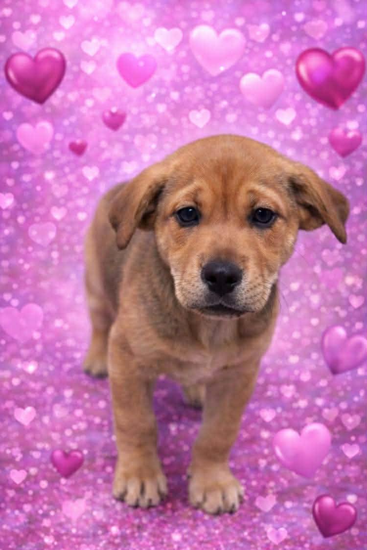 Charley, an adopted mixed breed in Archbold , OH image 1/5