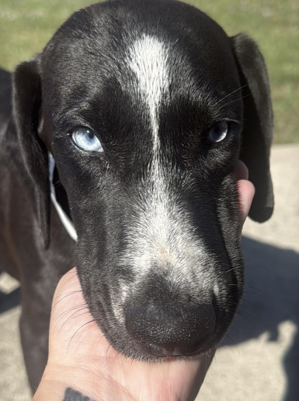 Enlarge Sesame, a Adoptable mixed breed in Commerce City, CO image 1/2