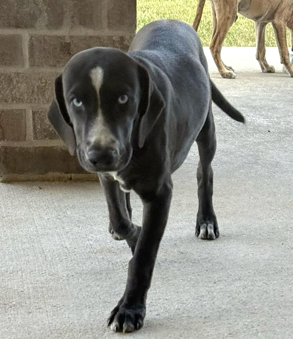 Enlarge Sesame, a Adoptable mixed breed in Commerce City, CO image 2/2