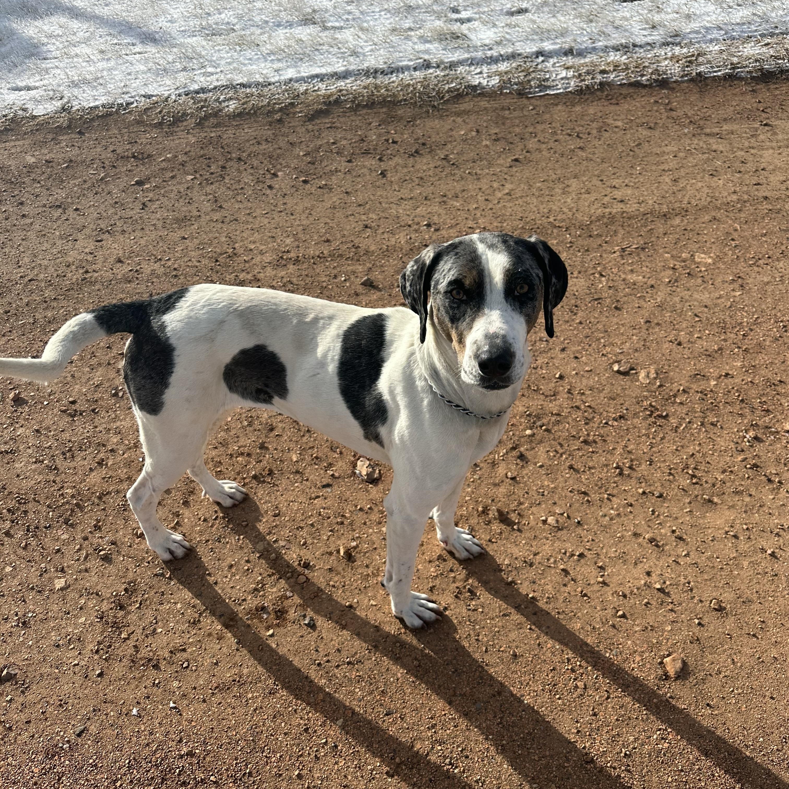 Enlarge Buckle, a ADOPTABLE mixed breed in Scranton, ND image 4/5