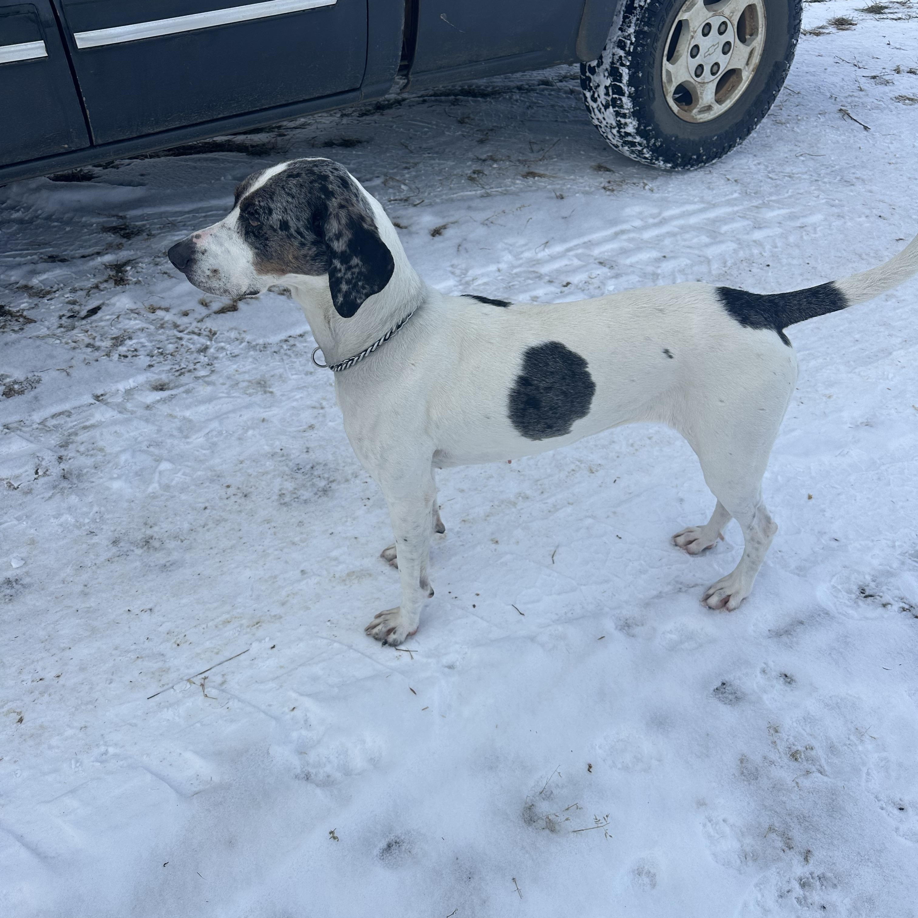 Enlarge Buckle, a ADOPTABLE mixed breed in Scranton, ND image 3/5