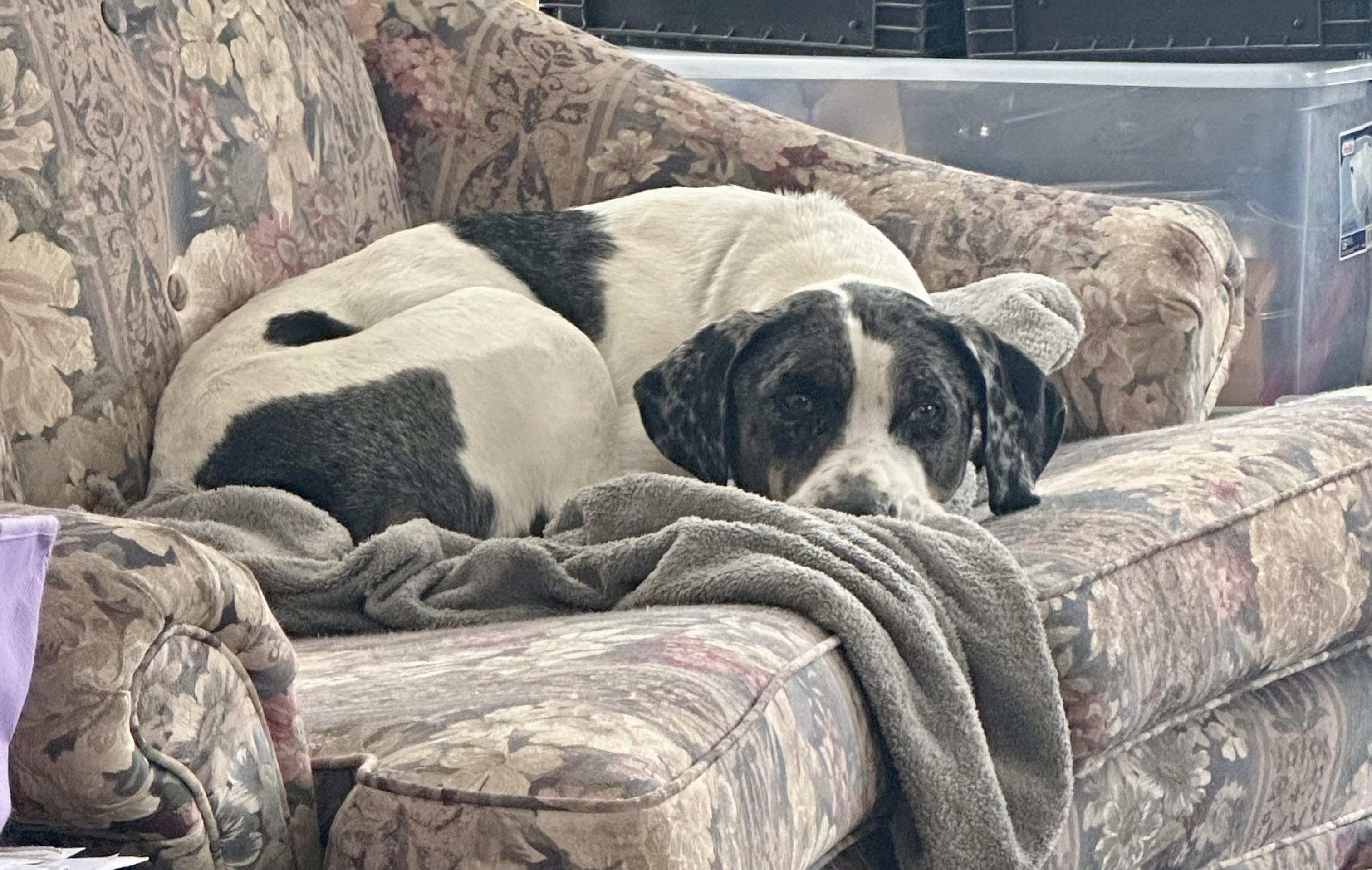 Enlarge Buckle, a ADOPTABLE mixed breed in Scranton, ND image 3/5