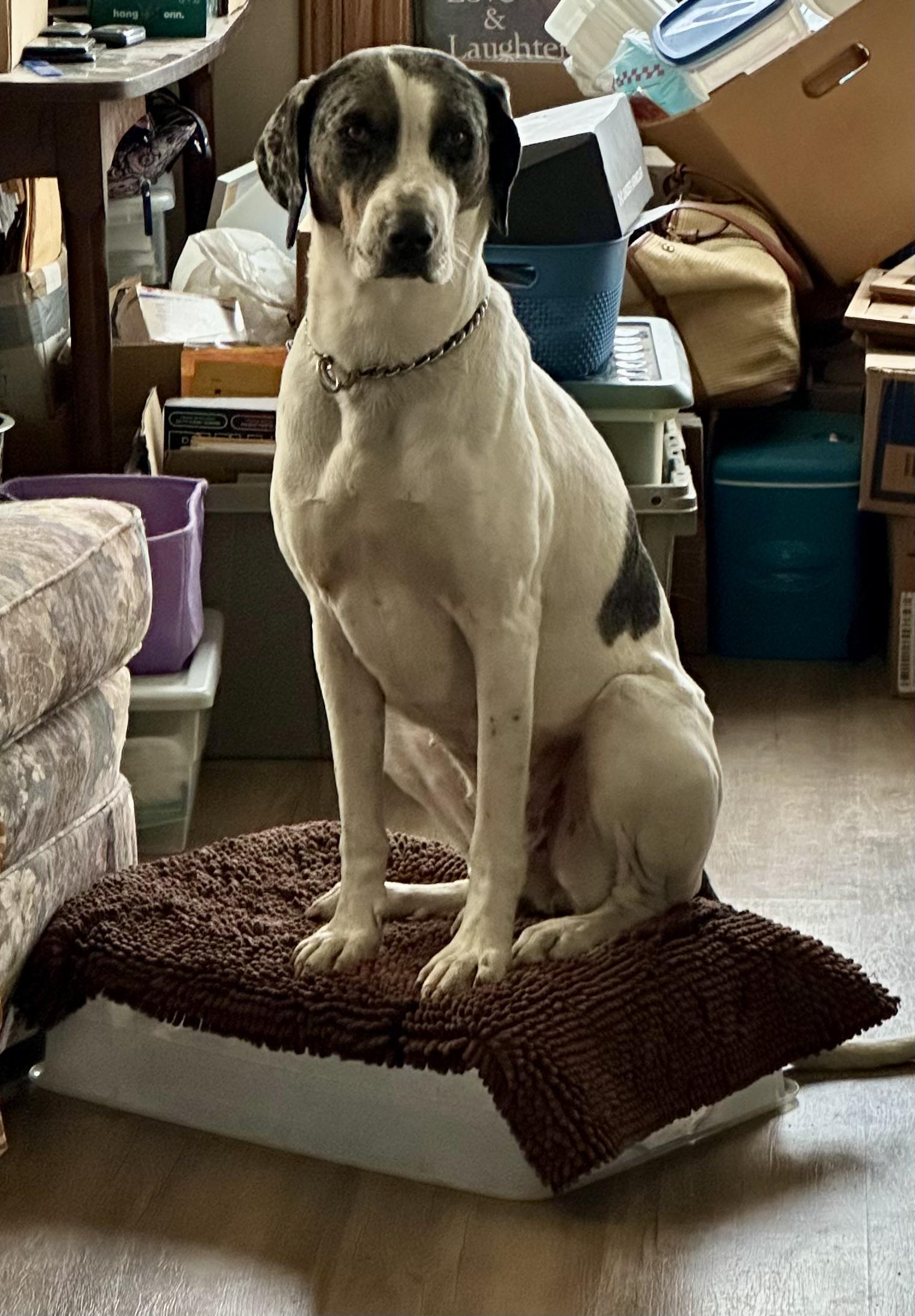 Enlarge Buckle, a ADOPTABLE mixed breed in Scranton, ND image 2/5