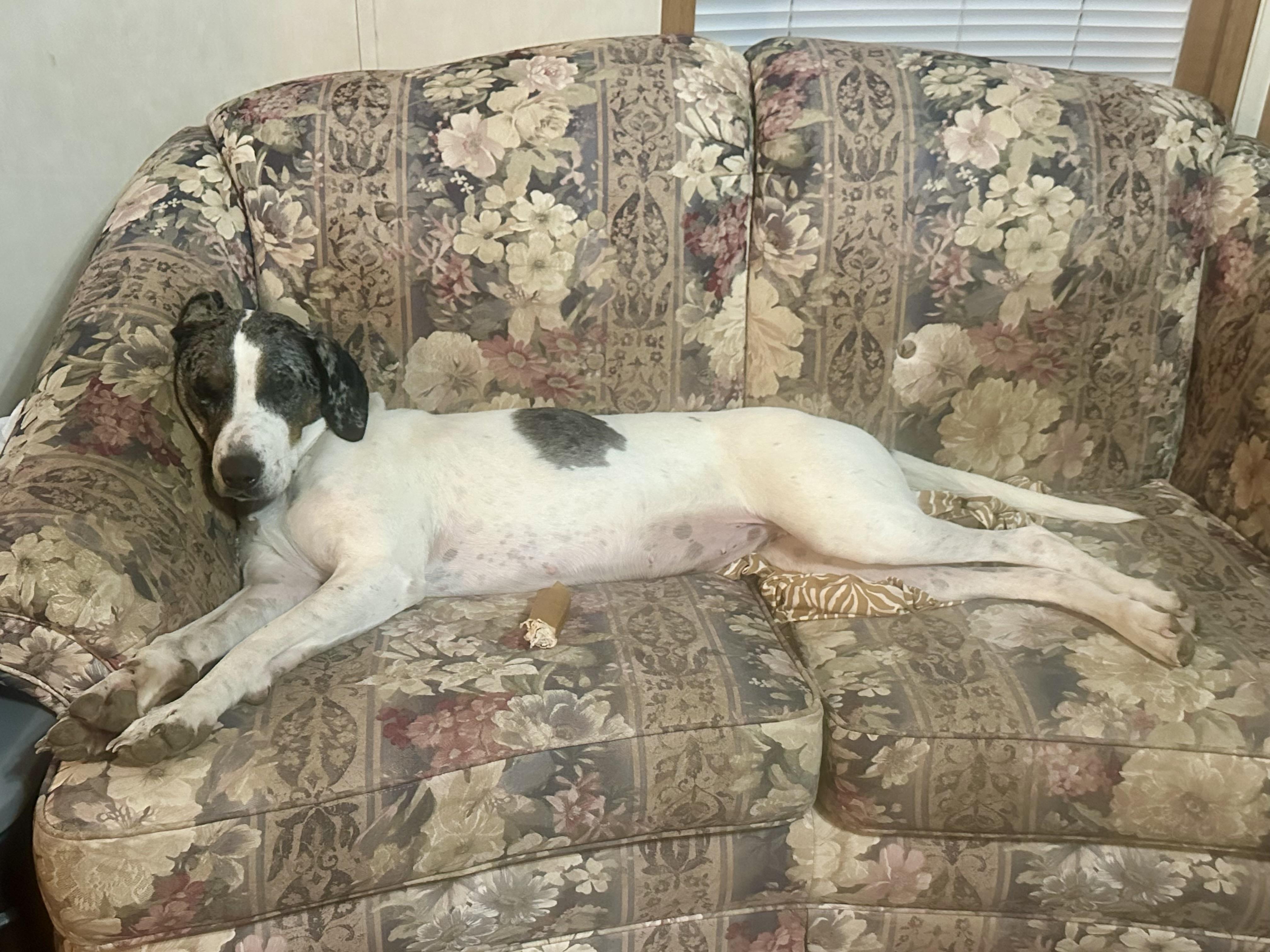 Enlarge Buckle, a ADOPTABLE mixed breed in Scranton, ND image 1/5