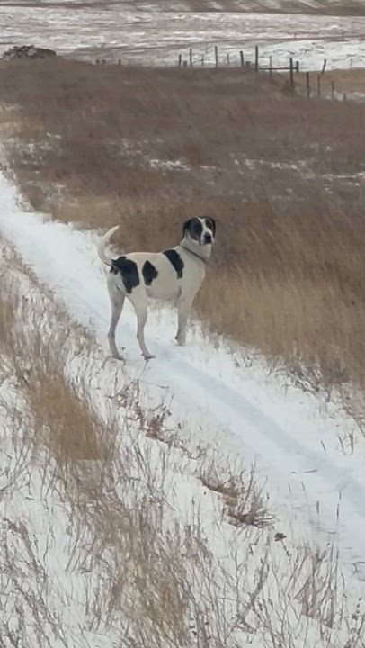 Enlarge Buckle, a ADOPTABLE mixed breed in Scranton, ND video 5/5